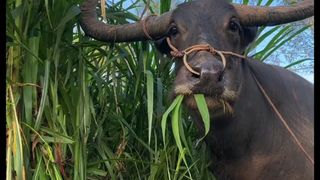 أحبّ أكثر ما أحبّ أن تنظر إليّ نيو نيو بهذه النظرة البريئة.