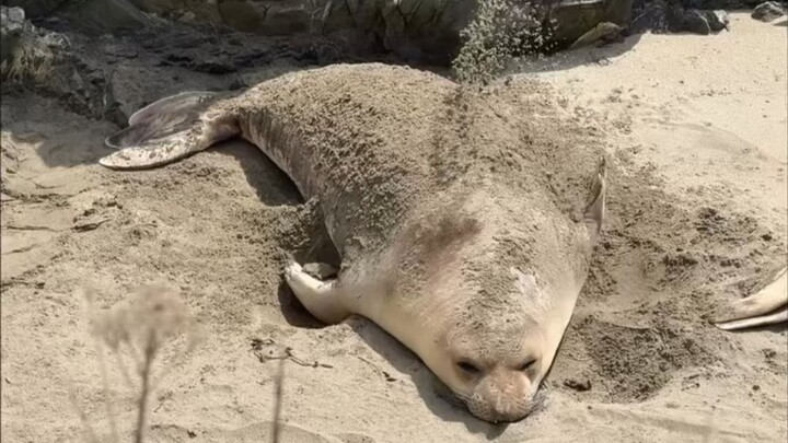Seals basking in the sun on the beach, like mochi coated in powdered sugar.