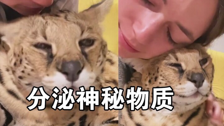 Nguyên nhân khiến vuốt mèo sống thọ đã được tìm ra! Mèo: Mạng của bạn là do tôi ban cho đó!