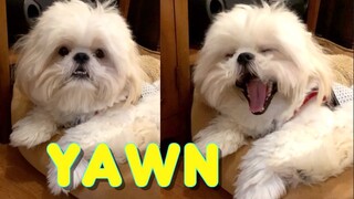 Making A Dog Yawn On Command (Funny Shih Tzu Dog Video)