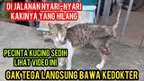 Astagfirullah Kucing Kakinya Putus Nyari-Nyari Kakinya Yang Hilang Di Jalanan Lihat Endingnya..!