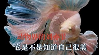 每个物种都有自己的刘亦菲，它是不是知道自己很帅，真不怪纣王