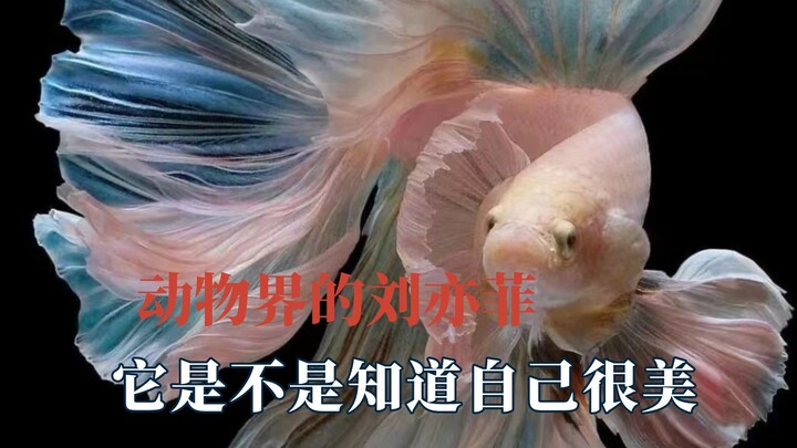 Every species has its own Liu Yifei—does it even realize how handsome it is? No wonder King Zhou was