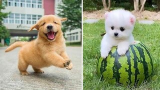 Baby Dogs 🔴 การรวบรวมวิดีโอสุนัขน่ารักและตลก 6 วิดีโอลูกสุนัขตลก 2020