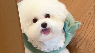 Thẳng thắn luôn nhé～tôi chính là cô gái cún con!