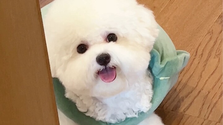 سأكشف كل أوراقي الآن—أنا كلبة صغيرة لطيفة!