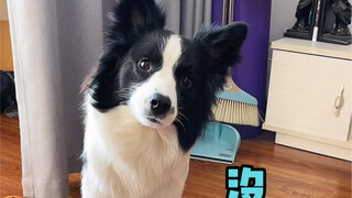 Anyway, the Border Collie is definitely going to lie...