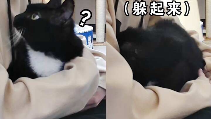 I kissed the cat while holding it, and it actually got shy!