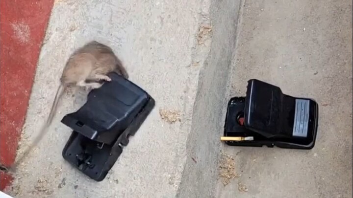 This mouse-catching method is seriously brutal!