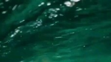 sea bird