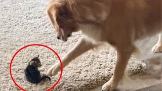 Golden Retriever Lovingly Cares For A Rescue Kitten Will Warm Your Heart