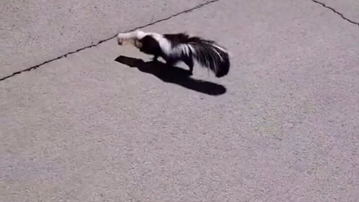 Netizens help a skunk escape — then the skunk mom and her babies repay the favor by helping him catc