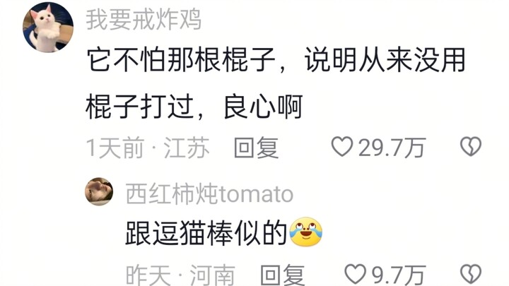 这个马戏团绝对不虐待动物，全程驯兽师最无助哈哈哈！