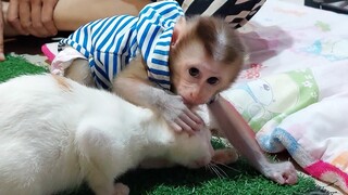 Baby Mino and the cat