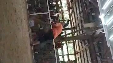 late uplaod in 2017 broodcock 7years old first fight and first win in sonny Yu gallery GELMORE HATCH