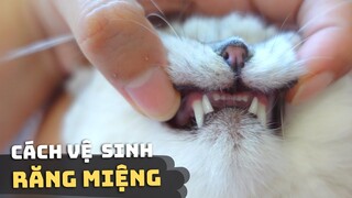 VỆ SINH RĂNG MIỆNG Cho Mèo Đúng Cách 😺✅ | Cách để răng mèo trắng bóng & hơi thở thơm tho