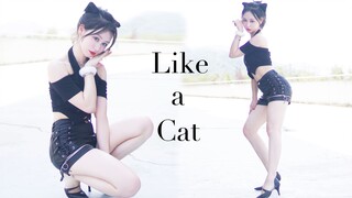 Mèo hoang nhỏ với đôi chân đầy thịt! Mèo bước đi nhẹ nhàng và vui tươi♥Như một chú mèo♥Lần đầu thử g