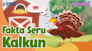 Mengenal  Kalkun - Fakta Menarik
