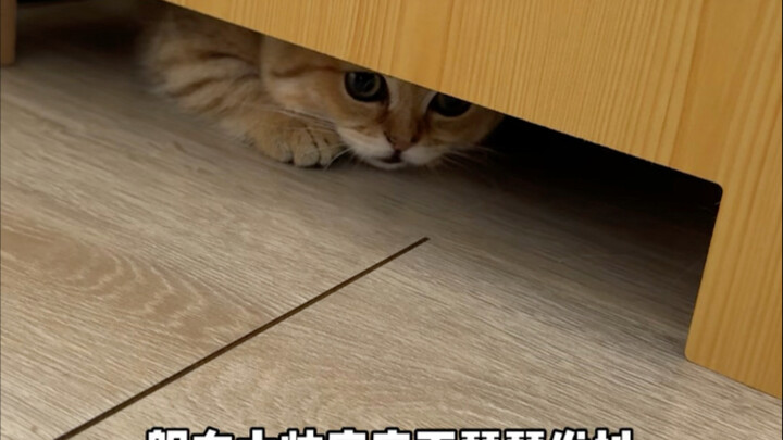 เสี่ยวเปิ่ลโหลว: บ้านนี้ถ้าไม่มีฉันก็คงแตกแยก
