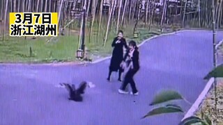 Two girls were inexplicably attacked by a black swan, but one girl swiftly turned the tables and sub