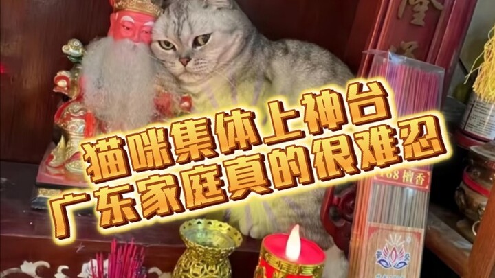 Mèo Quảng Đông bị cả hội chê bai ha ha ha