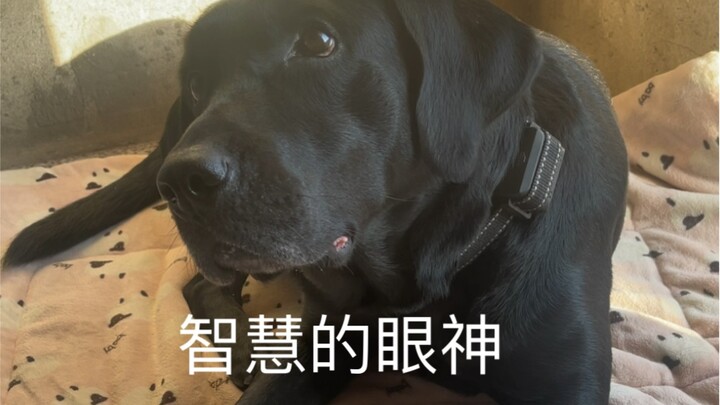 wise eyes