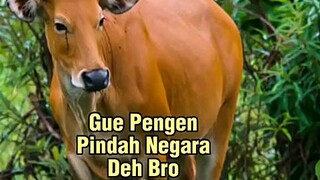 Pengin Pindah Negara