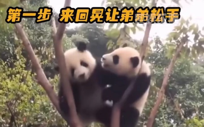 A socially confident panda, Menglan, thrives on companionship and socializing, with the potential to