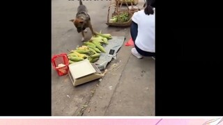 Xiu Gou membeli melon, tapi kubis