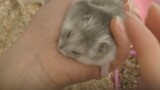[Động vật]Lần cuối cùng tôi chạm vào chuột hamster...