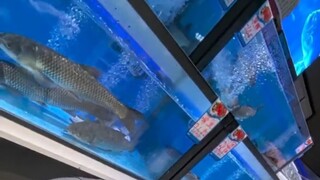 鱼好像得到了我的召唤