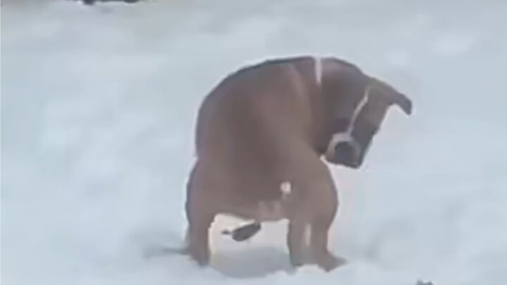 Hôm qua con chó chắc đã ăn giá đỗ hoặc nấm kim châm gì đó.