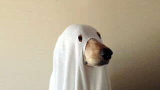 มส์ที่ doggo น่ากลัวส่งมาให้ฉัน