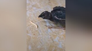 Miệng đây này vô đi cliphai funny