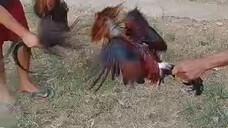 sparring muna yung Red Dragon Warriors na binili ni erpat Mayahin 3x winner vs Alimbuyugin