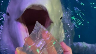 Coba tebak apa benda transparan yang dimakan Xiao Hei