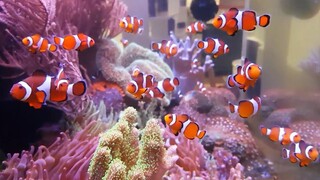 cara pelihara ikan nemo atau ikan badut di aquarium