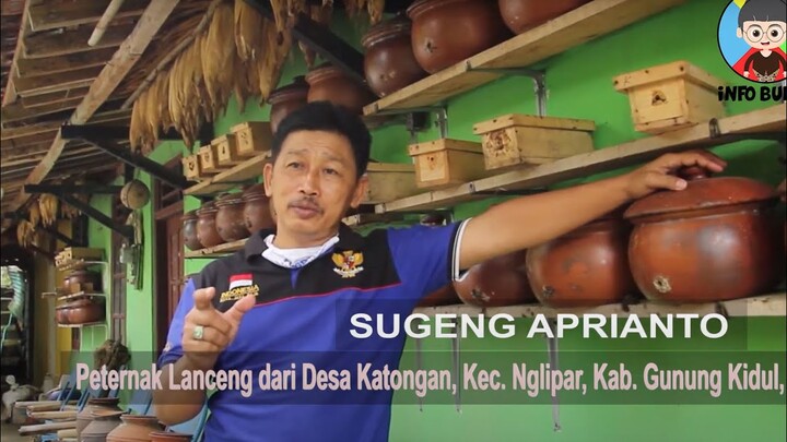 Budidaya Madu Klanceng yang Berkhasiat | Budidaya tawon Lanceng | Nglipar Gunung Kidul | INFO BUDH