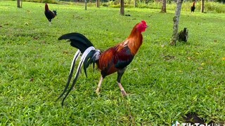 Siwit