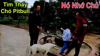 P3-Đã Tìm Thấy Chó Pitbull Trở Về Thăm Người Chủ Nhẫn Tâm Đem Bán|Phương QN