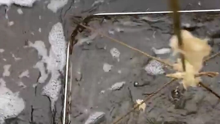 Tại sao ao nuôi tôm lại bẩn đến vậy? Có phải đang nuôi trong nước thải hay là ngâm thuốc không? Cùng