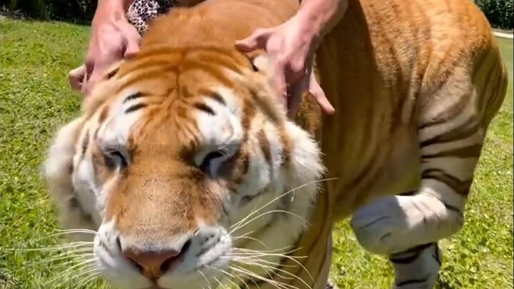 Telinga kucing memiliki saklar