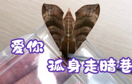 【Shaoke·Buku Harian Semak】Terbanglah! Kumbang Ulat!