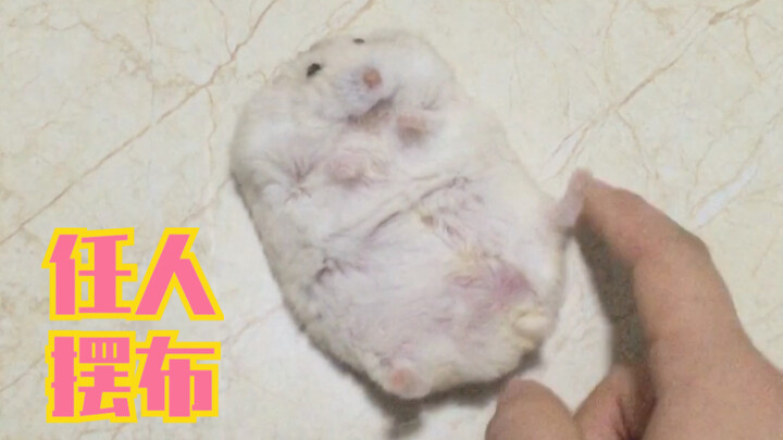 【لحم الهامستر المفتت】مُعرَّض تمامًا لسيطرة الآخرين