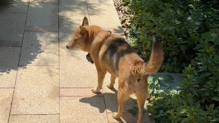 Kisah-kisah aturan anjing kampung semuanya adalah “buku hijau” si kecil yang disusun dengan sepenuh 