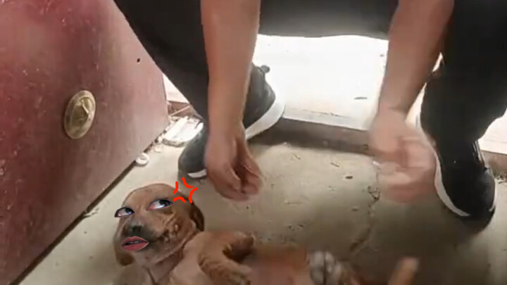 Dog: Oh, Heaven, please discern the loyal from the treacherous!