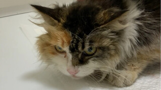 This cat is named Xinbao, and it was rescued collectively by netizens working together. It has been 