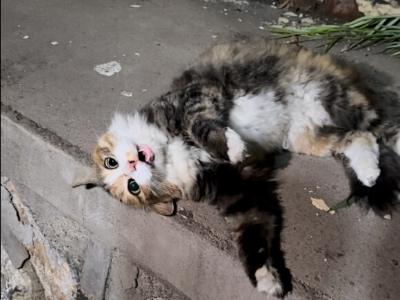 Mua mèo đẹp phong cách jazz với 0 đồng 😏