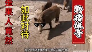 คนต่างชาติเจอ⚡หมูป่าเป๊ปป้า⚡จะทำยังไงดี? ดูแล้ว⚡เย็นวาบถึงเป้า⚡