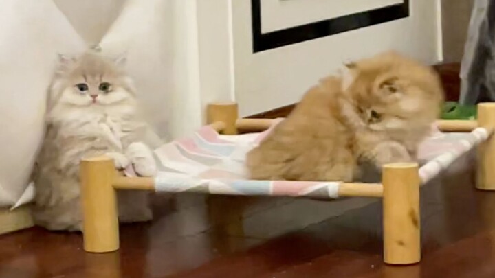 Let’s see what my little cat is up to.